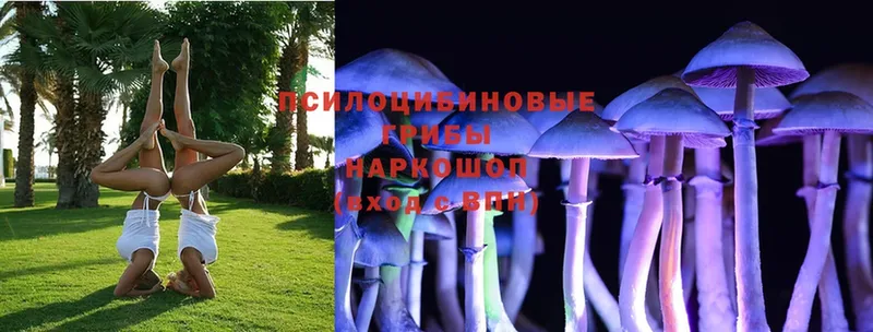 Псилоцибиновые грибы Cubensis  Братск 